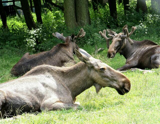 .... diese Elche machen Mittagspause