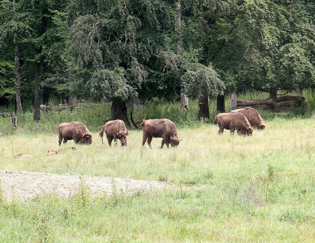 Flachland-Kaukasus-Wisente