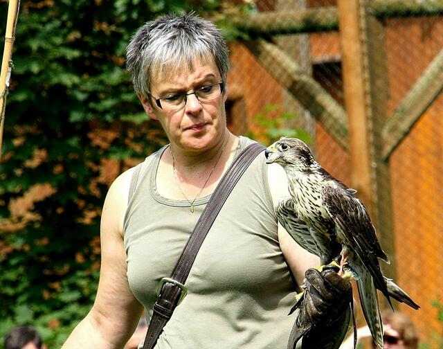 Vorführung der Greifvögel .....