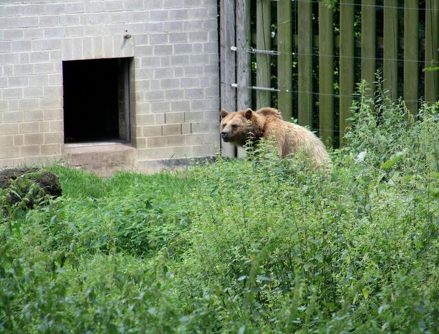 Braunbär in Ruhestellung