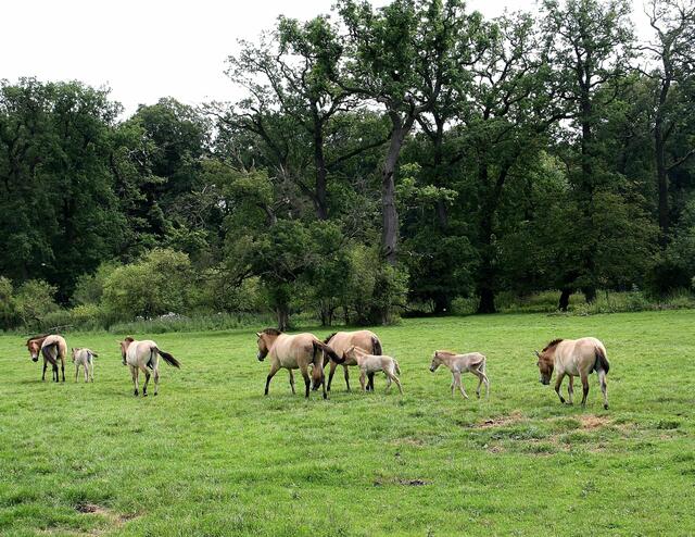 Przewalski - Pferde gehören zu einer der drei Ur-Wildpferdearten und ist die einzige der drei Arten, die bis heute überlebt hat.