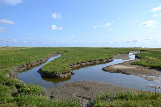In den Salzwiesen von St. Peter-Ording (Foto: Katja Woidtke)