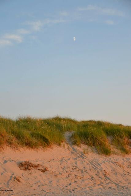 Abendstimmung an den Ordinger Dünen (Foto: Katja Woidtke)
