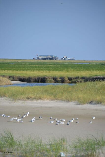 Von der Seebrücke im Bad habt ihr einen traumhaften Blick über die Salzwiesen auf die Pfahlbauten im Ortsteil Dorf. (Foto: Katja Woidtke)