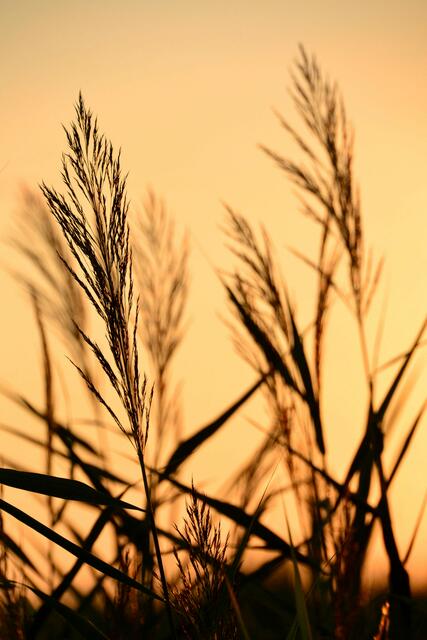 Gräser im Abendlicht (Foto: Katja Woidtke)