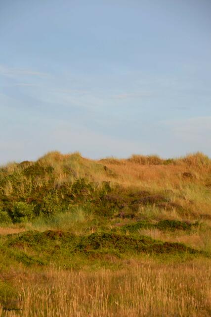 Dünen am Strand von St. Peter-Ording (Foto: Katja Woidtke)