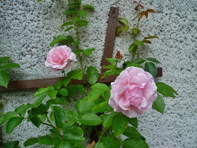 Eine duftende "Duftrose" (3) - am 8.8.2014 !