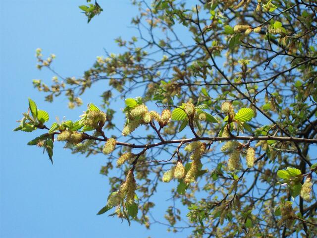 April: erste zarte Triebe