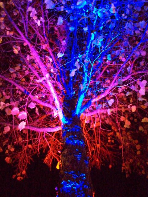 November: Angestrahlter Baum beim "Late Night Shopping" in Eldagsen