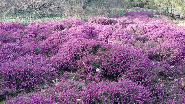 Heide in Hannover