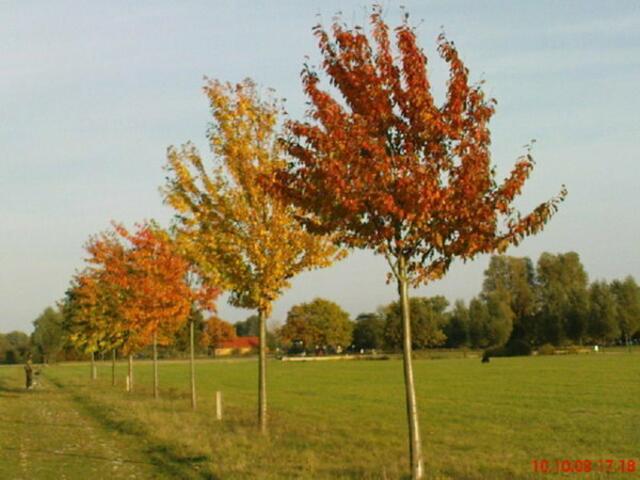 Herbst Isernhagen