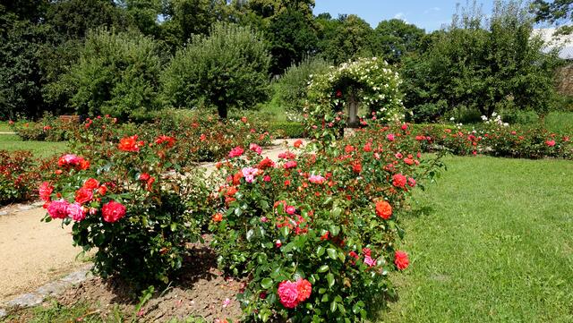 Vom Eingang des Gartens verläuft ein 110 m langer Hauptweg in Nord-Süd-Richtung, der bereits auf Landkarten des 18. Jahrhunderts eingezeichnet war. Foto: Helmut Kuzina
