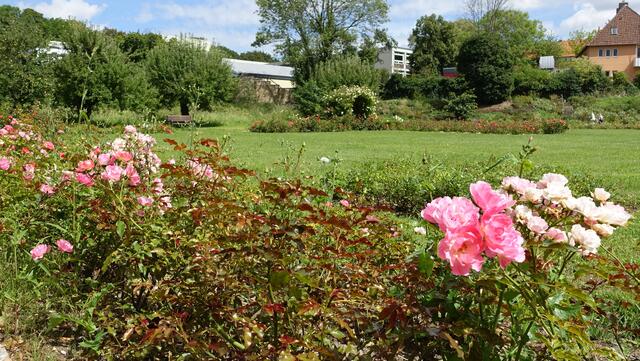 Traditionelle Rosensorten im Magdalenengarten (Foto: Helmut Kuzina)
