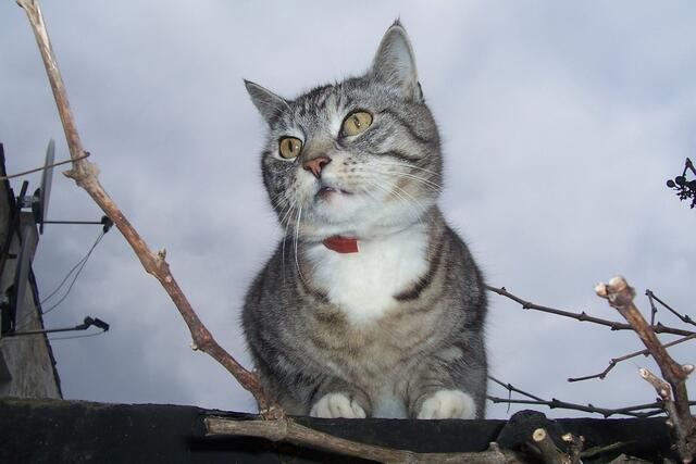März-Katze Molly