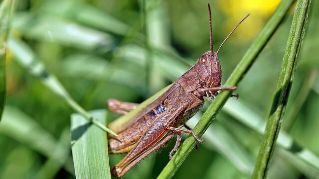 Heuschrecke im Wünschgarten