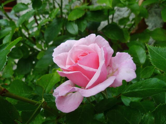 Eine duftende "Duftrose" (3) - am 8.8.2014 !