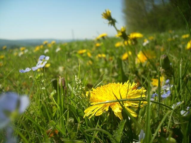 Frühlingswiese