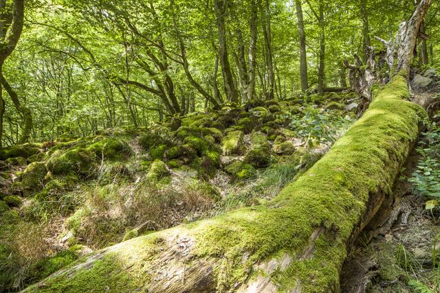 Zauberwald