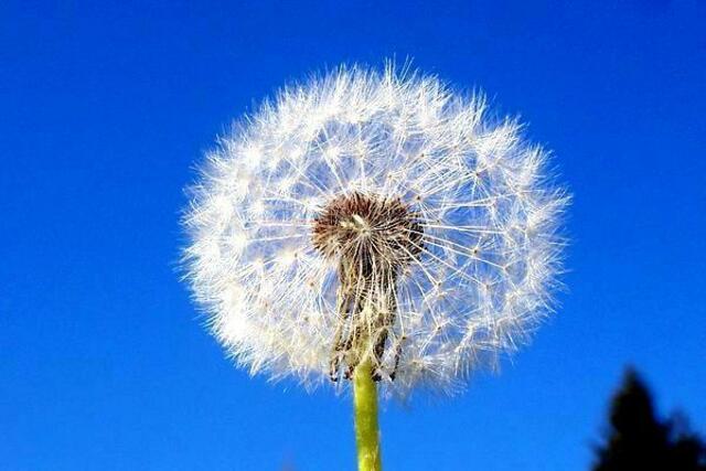 Pusteblume im April