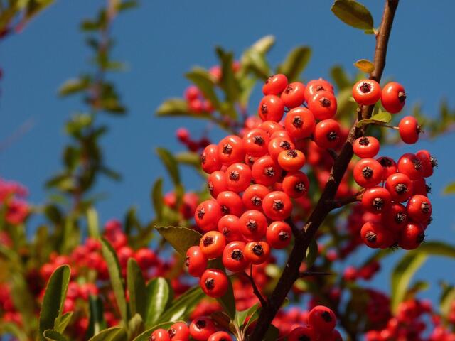 Beeren im Hochsommer
