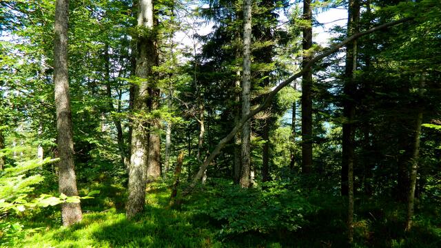 Auf dem Brandegg mit 1108 m gibt es nur Bäume zu sehen.