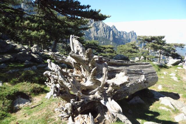 Bergwandern im Frühling auf Korsika am Col de Bavella