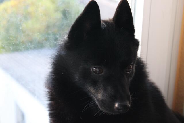 Idefix