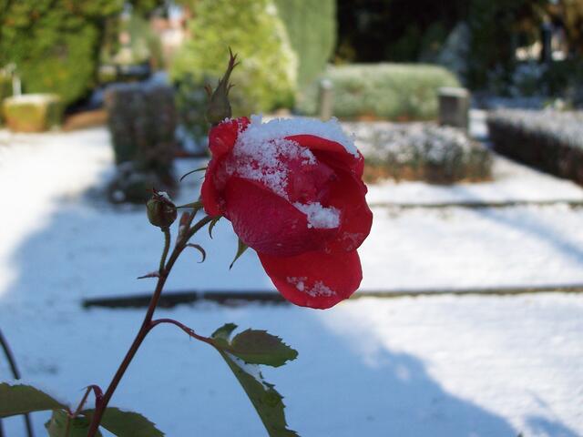 Dezember: Rose auf dem Friedhof in Eldagsen