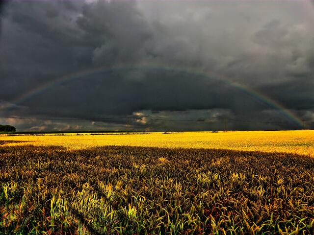 Regenbogen über der Rethener Feldmark