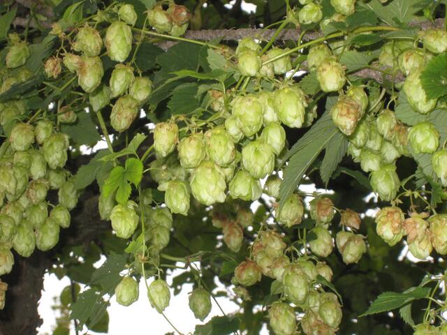 Der Hopfen wächst - August 14 im Schrebergarten in Essen