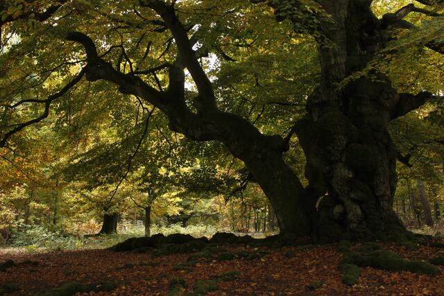 Herbst im Hutewald