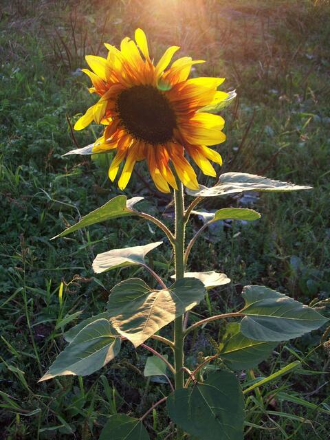 September: Sonnenblume in der Eldagser Feldmark