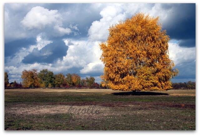 MeinBaum