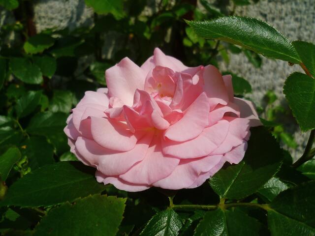 Eine duftende "Duftrose" (3) - am 8.8.2014 !