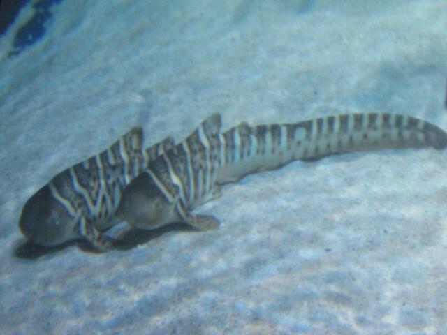 Tigerhaie, ein Neuzugang und seit kurzen vor den Kulissen zu sehen. Vorgestern wurden sie von    Ross Anthony (Sänger, Musical-Darsteller und Ex-Dschungelcamp Teilnehmer) getauft.