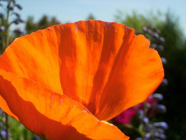 Mohn