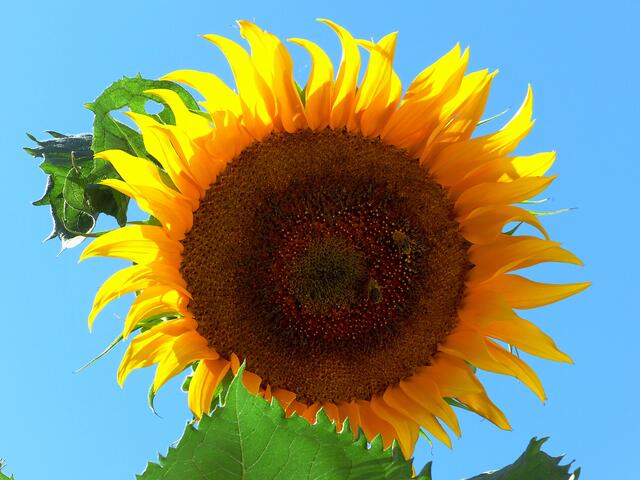 Sommer, Sonne, Sonnenblume
