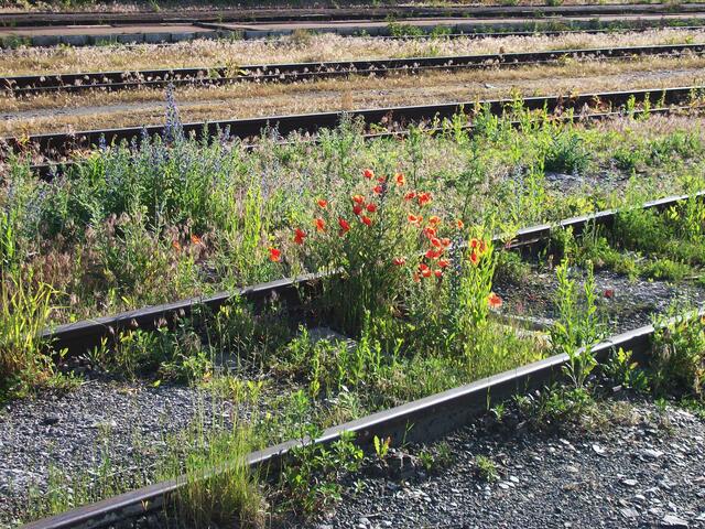 Mai: Morgenstimmung am Bahnhof von Prag-Hostivař, Mohn und andere Wildblumen