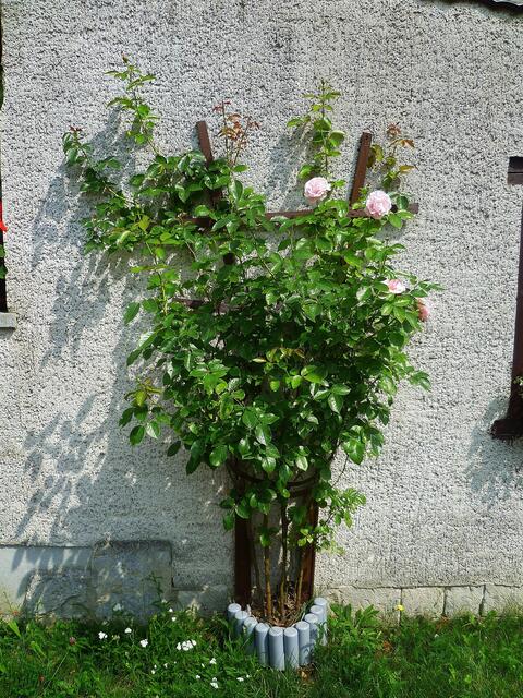 Eine duftende "Duftrose" (3) - am 8.8.2014 !