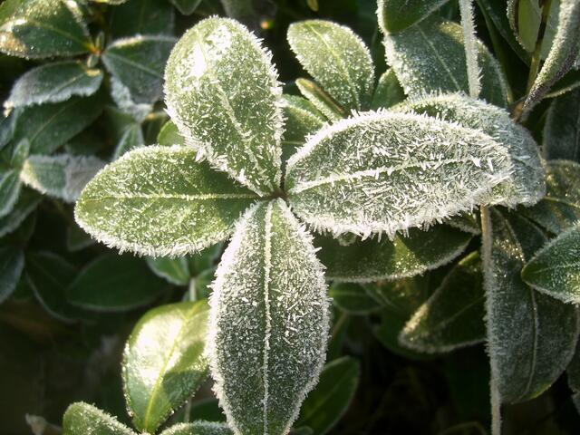 Erste Winterboten