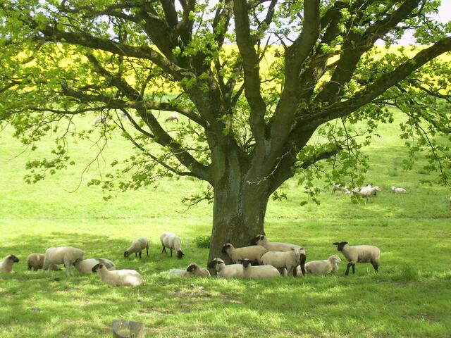 Idylle mit Schafen