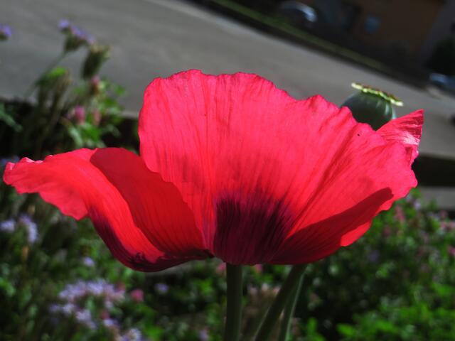 Juni: Mohnblüte