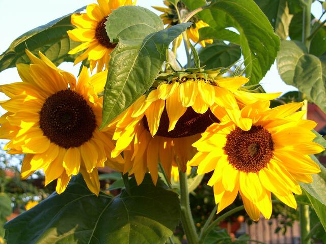 Sonnenblumen bei Sonnenschein