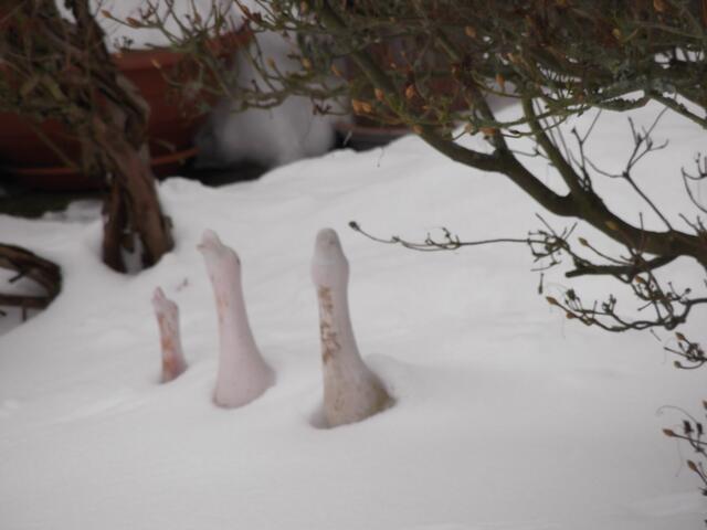 Schneegänse in unserem Vorgarten am 27.01.2013