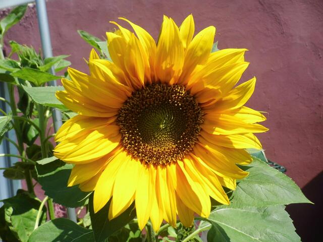Eine Sonnenblume bei uns im Garten