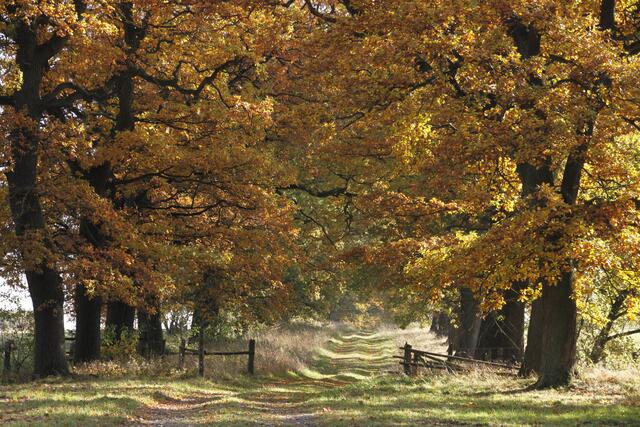 Baumallee im Herbst