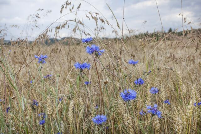 Kornblumenblau