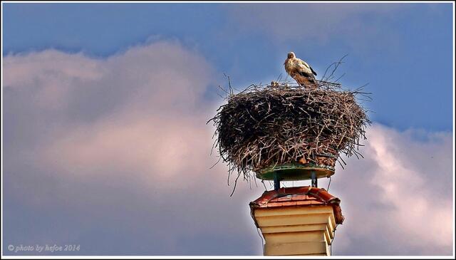 Storchennest - Hl. Kreuz Donauwörth