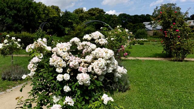 Am Hauptweg des Magdalenengartens (Foto: Helmut Kuzina)