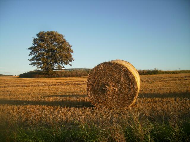Herbst